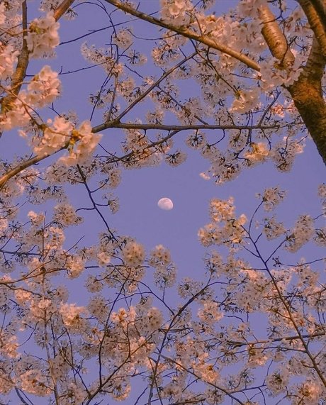 bambi nude pornstar picture