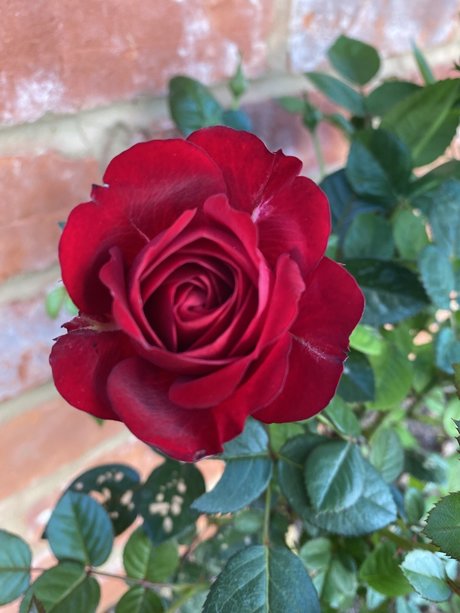 Gardeningtips star hot photo