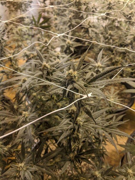 Dixon Herize naked model pics