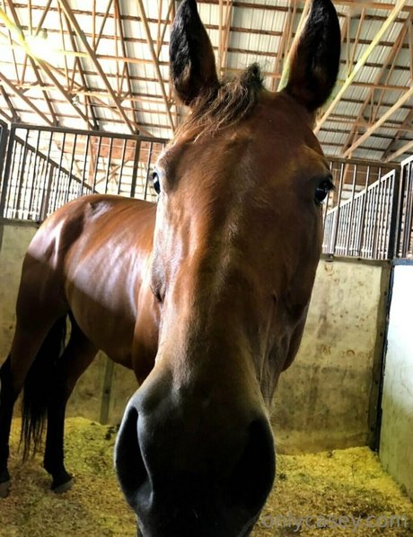 caseystreams xxx star pic