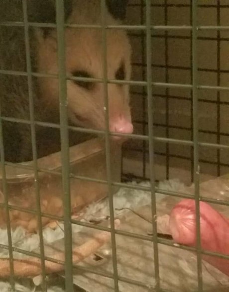 sqregina best pornstar archive