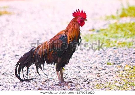 Big Jim adult model photo