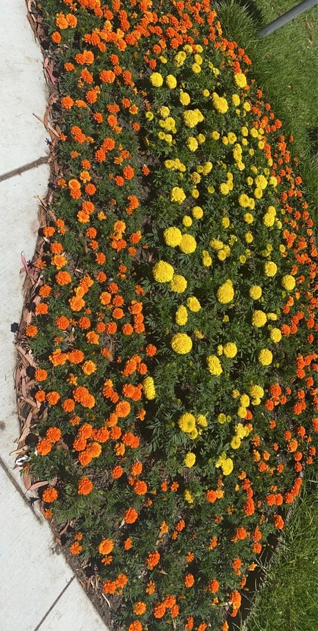 Mycoolstar art pornstar photos