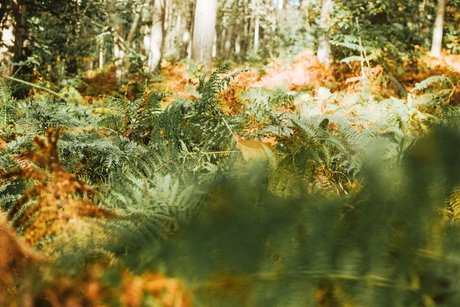 Verde star top galleries