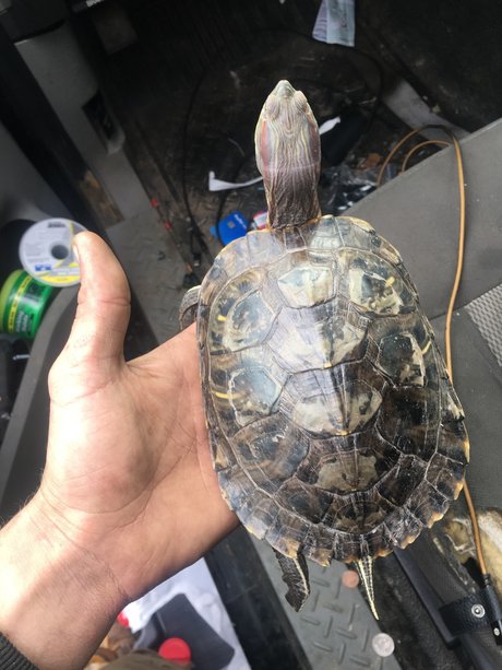 Stev o sexy actress images