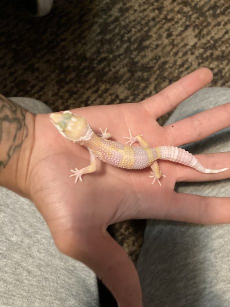 Kristan Skenandore star naked picture