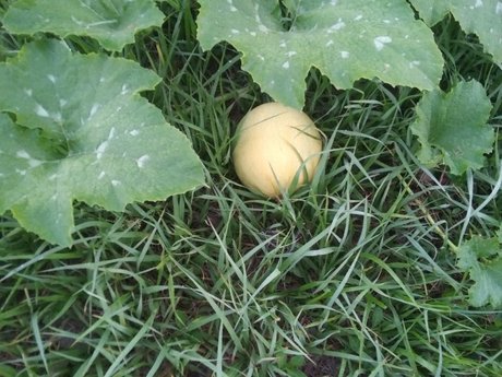 MintCoaTea art star pics