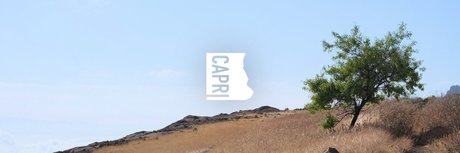 Capri xxx pornstar image