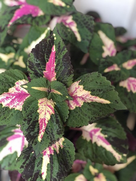 Kait Mint xxx actress photo