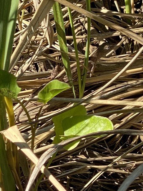 Jordan Lake model nude archive