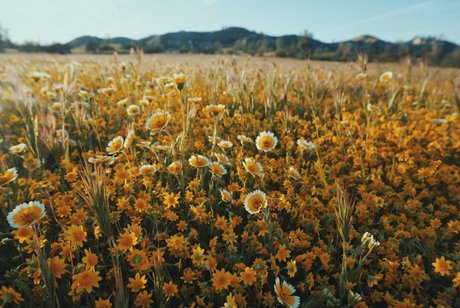 Minu foxy_ model nudes picture