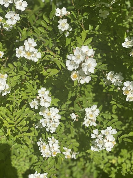 _JAZ model beautiful picture