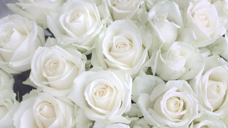 Jessicarose freex free model photos