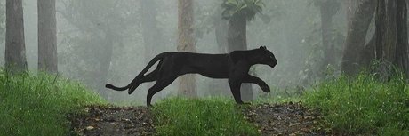 The Neighbor model sexy img