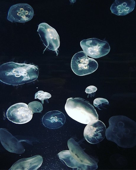 Miss Asian Kate erotic star images