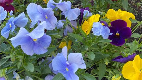 _mixi_ pornstar nudes images