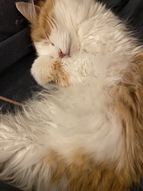 Mitzi best star picture