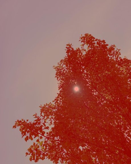 monique_ nude star galleries