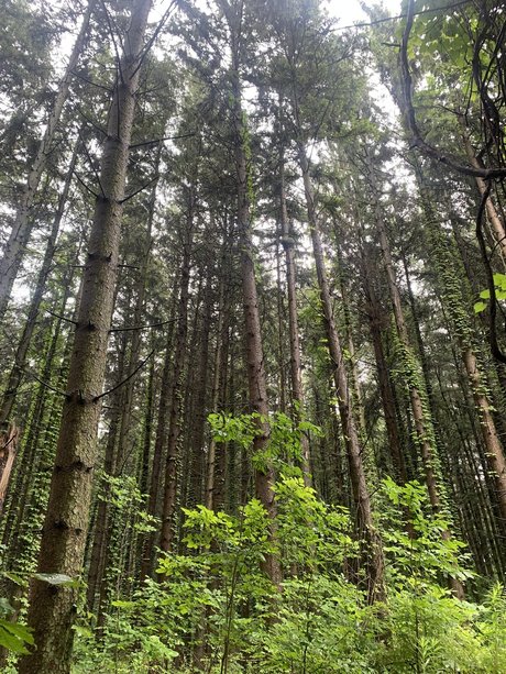 Mr Cream pornstar nudes archive