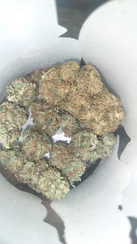 Mr Traditional hd pornstar img