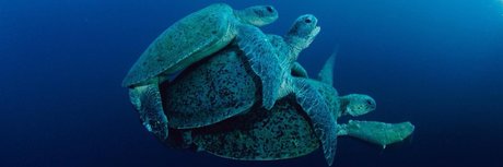 Mrlongdck star pretty photos