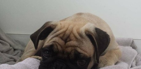 himeonisama model art img