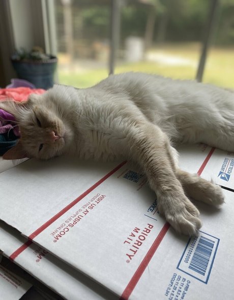 savanahroses beautiful star photos