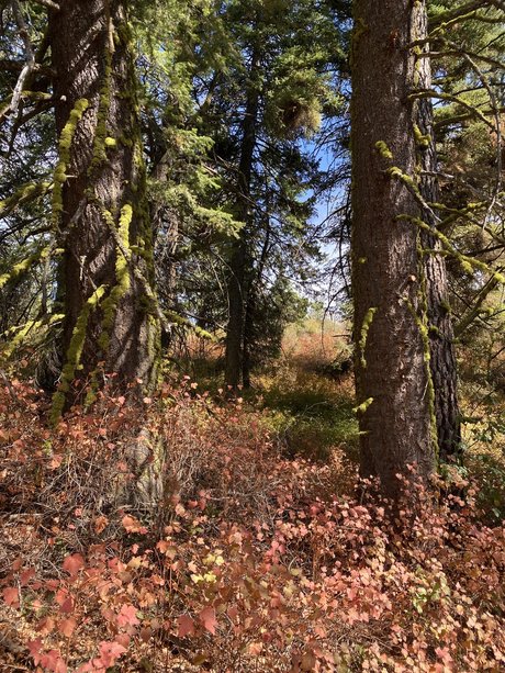 Harper the Fox sexy pornstar images