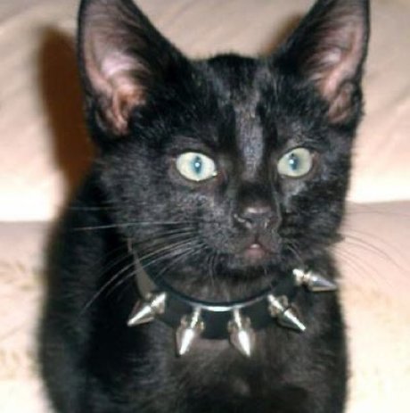 Dumb Baeby xxx star gallery