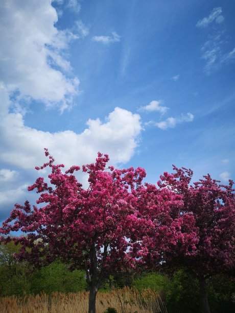 Echoiing pornstar adult pictures