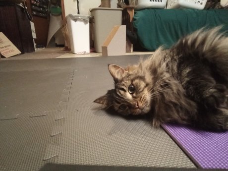 PussyPicsLimited 3 pornstar nude pictures