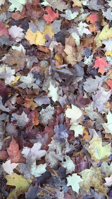 Mae Lyne_ pornstar archive