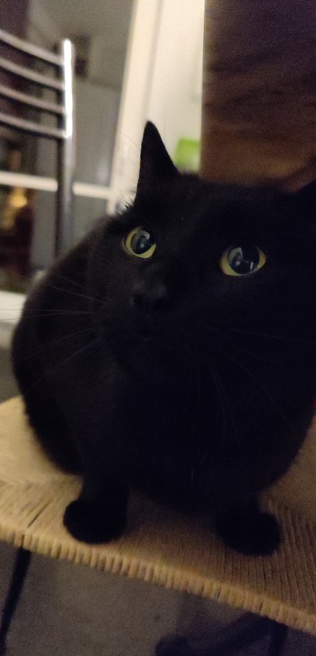 Noel Picar star best archive