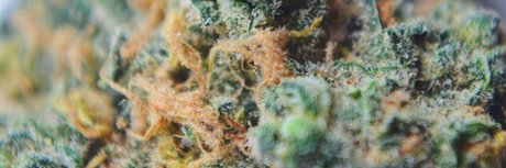 Dev93_ star best gallery