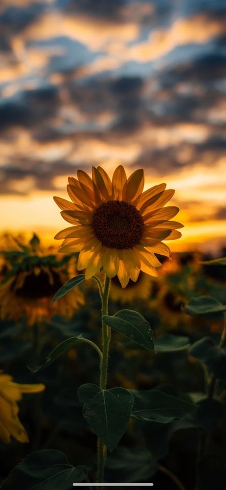 CrissiBbyCakes art star pics