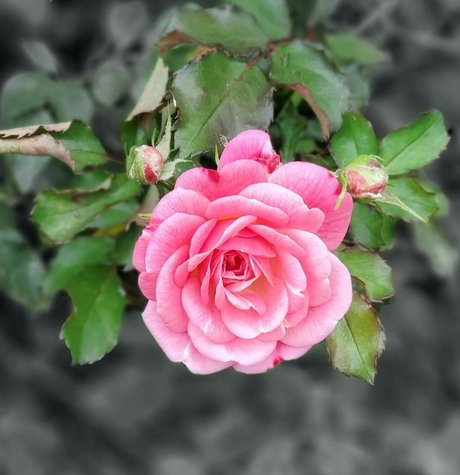 CurvyLifter model sexy pics