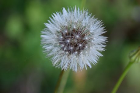 NatureDesire actress images