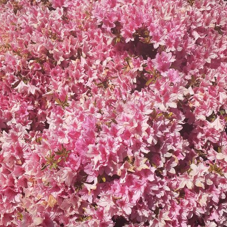 angus nude actress image