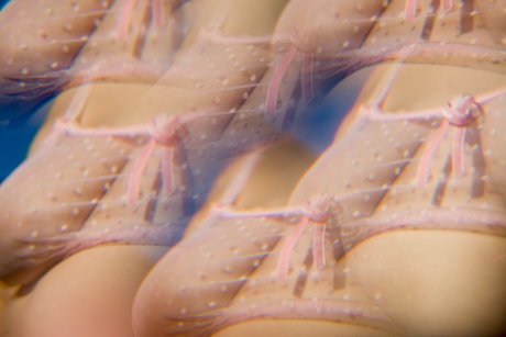 Dafne Fairy beautiful star photo