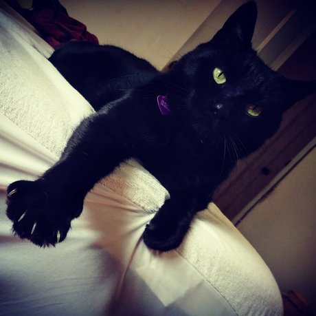 NekOwO model top photo