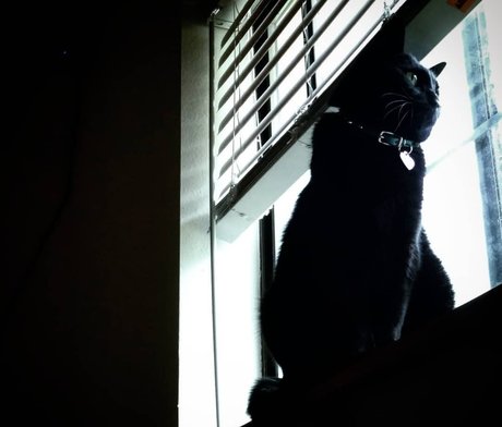 NekOwO hot model pic