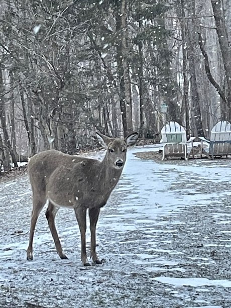 Eilit model best gallery