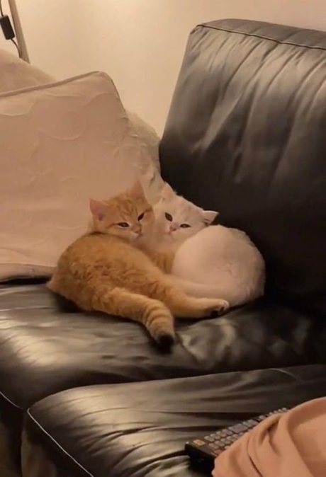 Creme star adult img