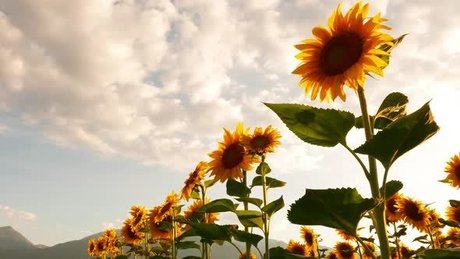 Nichole Clark hd pornstar photos