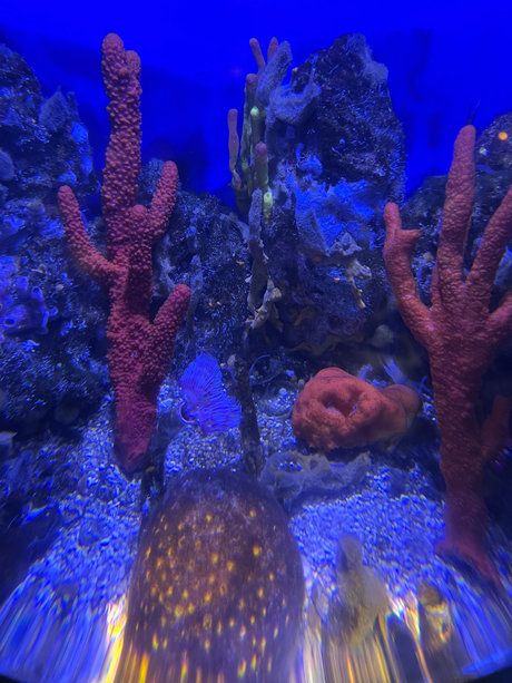 Alana Saint model pretty pic