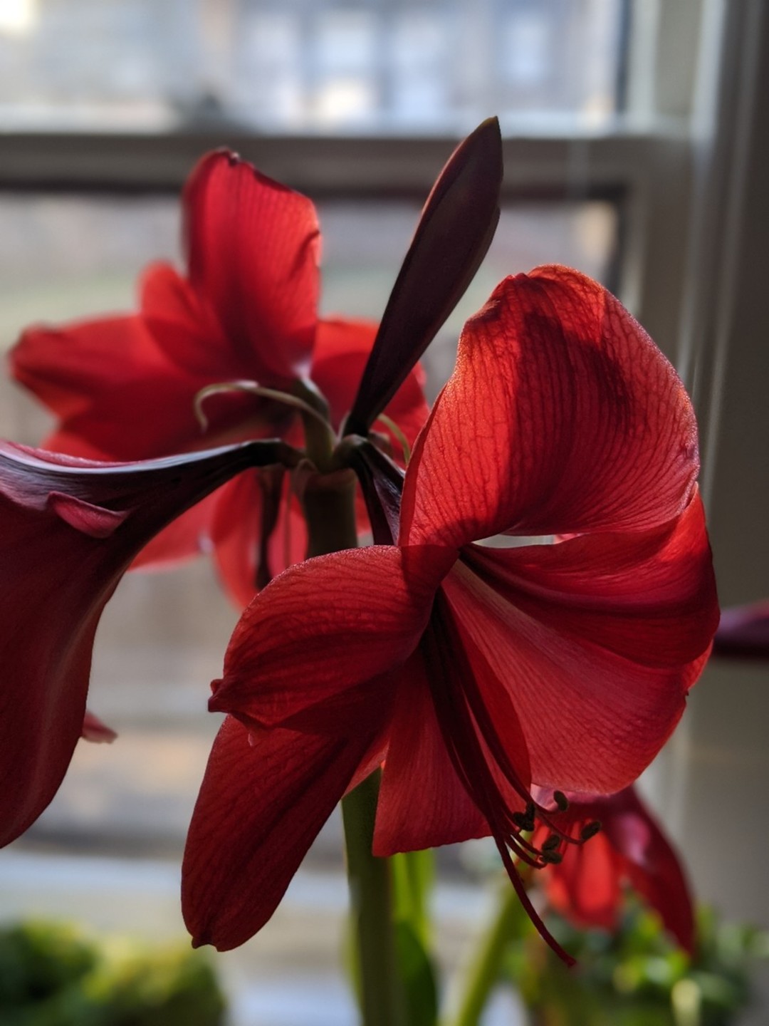 Crystine_ best actress pic