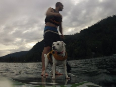 Auston O lapas art star pics