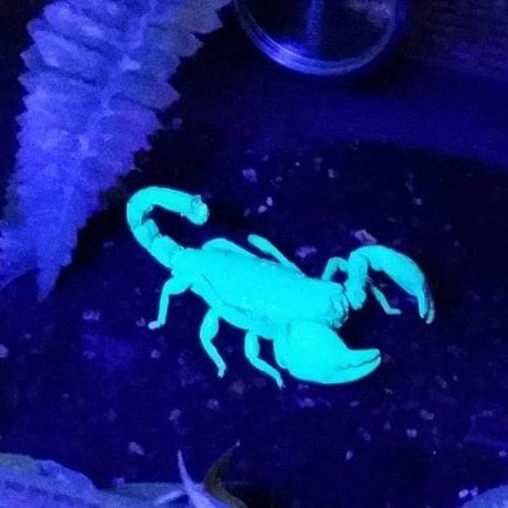 BennyS pretty star photo