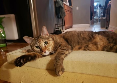 molotovcocktease top pornstar pictures