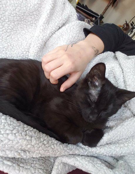 molotovcocktease pornstar art images